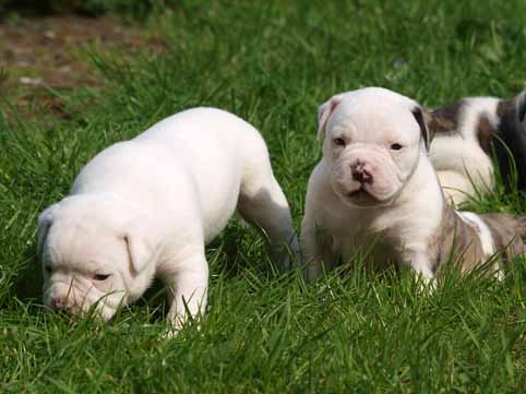 american bulldog pup